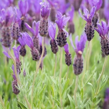 Levantica (Lavandula stoechas Victory), planta perena, planta parfumata, flori mov