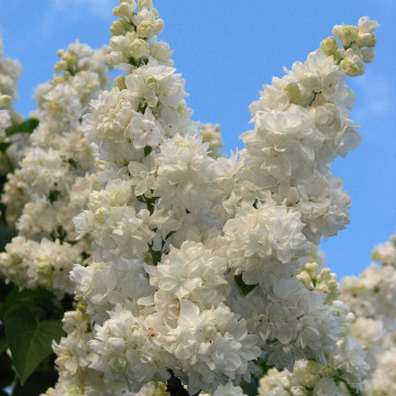 Liliac alb batut (Syringa vulg. M-me Lemoine), arbust ornamental, planta melifera, planta parfumata - Img 2