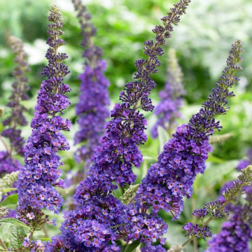 Liliac de vara albastru (Buddleja dav. Empire Blue), planta gard viu, arbust ornamental, planta melifera