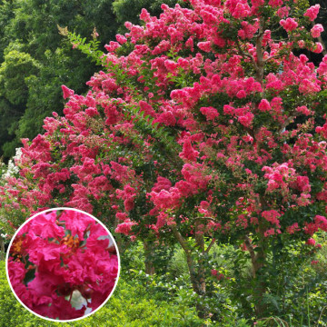 Liliac indian (Lagerstroemia ind. 'Coccinea ) ghiveci 2 l