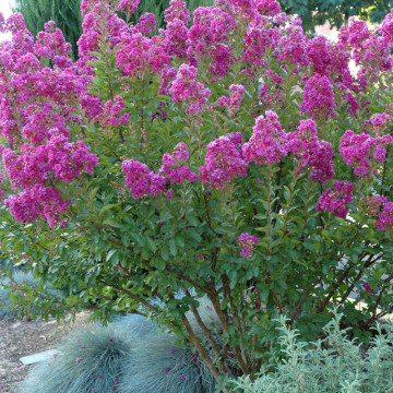 Liliac indian (Lagerstroemia ind Petite orchid), arbust ornamental, flori roz