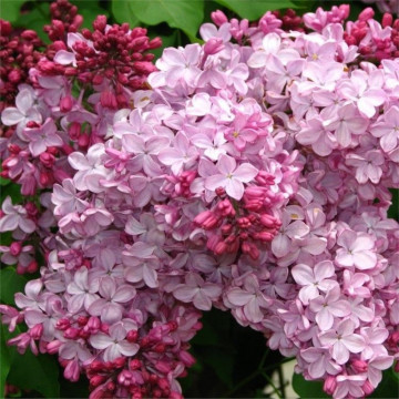 Liliac roz (Syringa vulgaris Esther Staley), arbust ornamental, planta melifera, planta parfumata