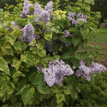 Liliac vărgat (Syringa vulgaris aucubaefolia), planta gard viu, arbust ornamental, planta parfumata - Img 3