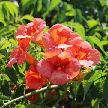 Luleaua turcului (Campsis radicans) ghiveci 2l, planta gard viu, planta cataratoare, flori portocaliu, rosu - Img 3