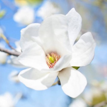 Magnolia alba Superba (Magnolia soul. Alba Superba) ghiveci 2 l, arbore ornamental, planta parfumata, flori alb