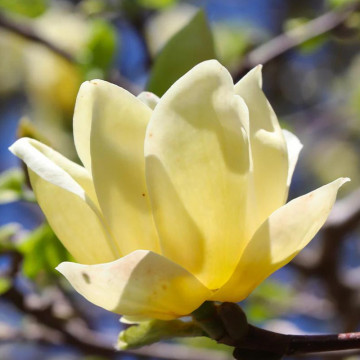 Magnolia galbena ( Magnolia butterflies), arbore ornamental, planta parfumata, flori galbene - Img 3