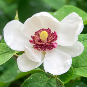 Magnolia (Magnolia sieboldii), planta ornamentala, planta parfumata, flori alb, crem
