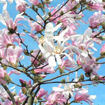 Magnolia stelata roz (Magnolia stellata Rosea), arbust ornamental, planta parfumata, flori roz - Img 3
