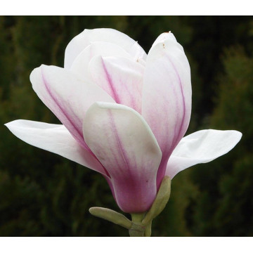 Magnolia superba (Magnolia sou. Superba), planta ornamentala, flori alb, roz - Img 4