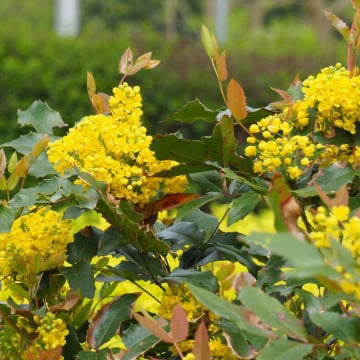 Mahonie (Mahonia aquifolium), vesnic verde, arbust ornamental, planta melifera