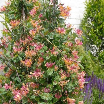 Mana Maicii Domnului ( Lonicera heckr. Goldflame) ghiveci 2 l, planta cataratoare - Img 2