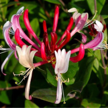 Mana Maicii Domnului (Lonicera japonica Red World), planta gard viu, vesnic verde, planta parfumata - Img 2