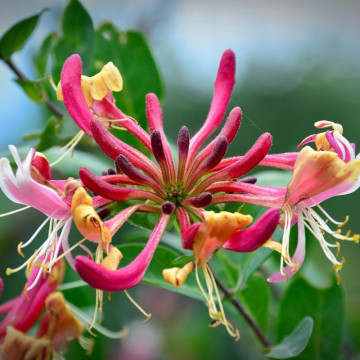 Mana Maicii Domnului (Lonicera per Belgica Select), planta gard viu, planta cataratoare, gradina japoneza - Img 2