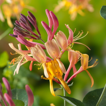 Mana Maicii Domnului vesnic verde (Lonicera henryi), planta gard viu, gradina japoneza, planta parfumata