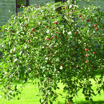 Mar decorativ (Malus baccata pendula) 120 cm - Img 3