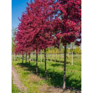 Mar decorativ (Malus turingo scarlet), pom fructifer, planta melifera