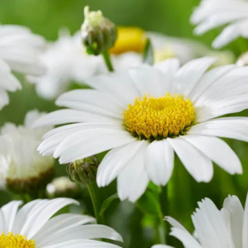 Margarete (Leucanthemum maximum Madonna), planta perena, flori alb
