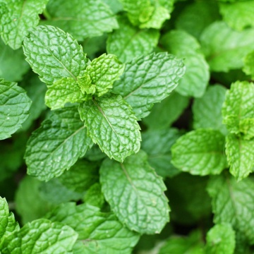 Menta (Mentha spicata ), planta perena, planta aromatica