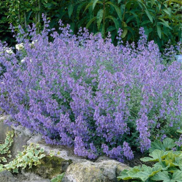 Menta pisicii (Nepeta faassenii Kit Cat), planta perena, planta aromatica - Img 2