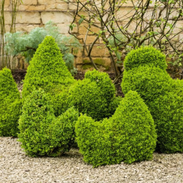 Merisor (Buxus sempervirens) 25-40 cm, planta gard viu, vesnic verde - Img 3
