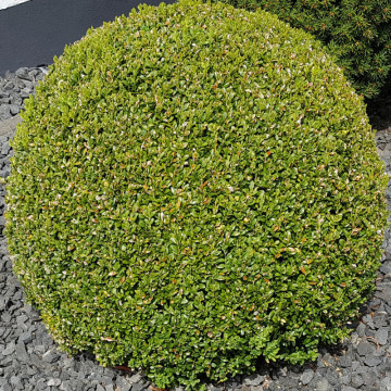 Merisor (Buxus sempervirens), planta gard viu, vesnic verde - Img 2