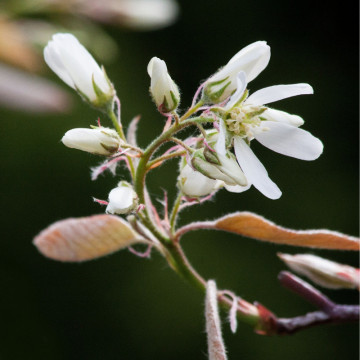 Merisor de miere (Amelanchier lamarkii), planta gard viu, arbust fructifer, planta medicinala - Img 2