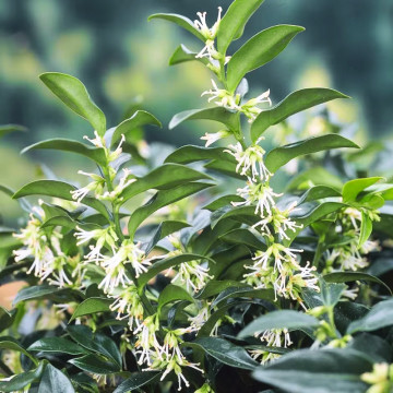 Merisor (Sarcococca hookeriana Var Humilis), vesnic verde, arbust ornamental, gradina japoneza - Img 2