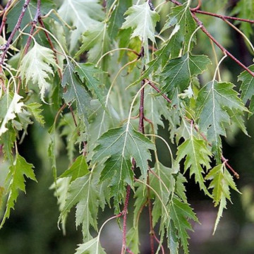 Mesteacan suedez (Betula pendula Dalecarlica), planta ornamentala