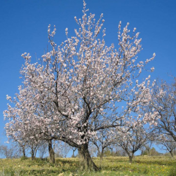 Migdal (Prunus amygdaloides), pom fructifer - Img 4