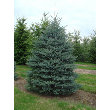 Molid argintiu (Picea pungens Glauca) 60-80 cm