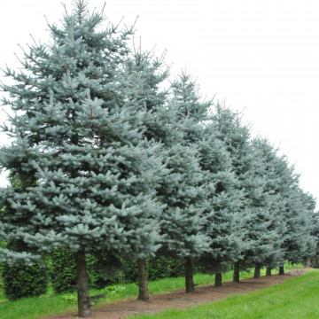 Molid argintiu (Picea pungens Super Blue Seedling), vesnic verde, conifer ornamental, frunzis albastru - Img 3