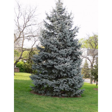 Molid intepator (Picea pungens Glauca) 40-60 cm