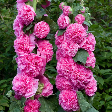Nalba de gradina (Alcea rosea Chaters Double Rose), planta perena, flori roz