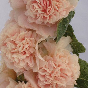 Nalba de gradina (Alcea rosea Double Apricote), planta perena, flori portocaliu