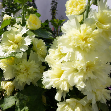 Nalba de gradina (Alcea rosea spring cel lemon), planta perena, flori galbene - Img 3