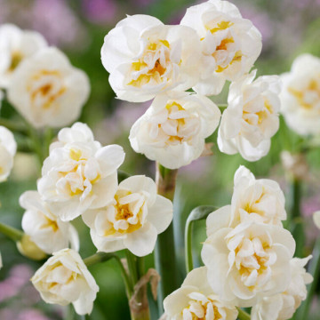 Narcise Bridal Crown (Narcissus Bridal Crown), bulbi narcise, flori alb, galben - Img 2