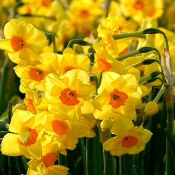 Narcise Golden Dawn (Narcissus Golden Dawn), bulbi narcise, flori galbene - Img 3