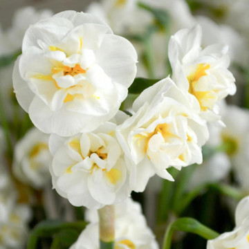 Narcise The Bride (Narcissus The Bride), bulbi narcise, flori alb - Img 2