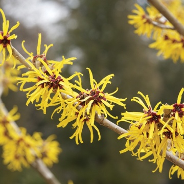 Nucul, alunul vrajitoarelor (Hamamelis virginiana), arbust ornamental, planta parfumata, flori galbenee