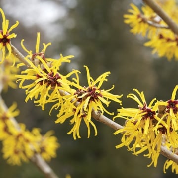 Nucul, alunul vrajitoarelor (Hamamelis virginiana) - Img 1