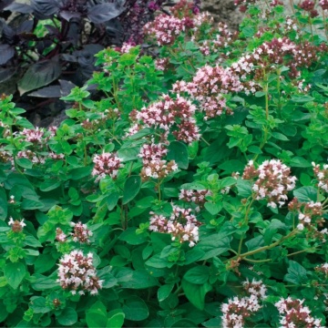 Oregano (Origanum vulgare green)