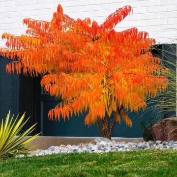 Otetar rosu (Rhus Typhina), arbust ornamental - Img 1