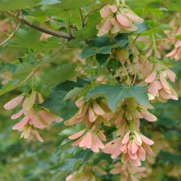 Paltin (Acer pseudoplatanus) 100-150 cm, arbore ornamental, perdea forestiera