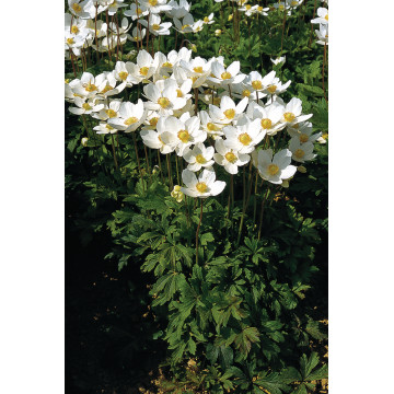 Pastita alba (Anemone sylvestris Snow White), planta perena, flori alb