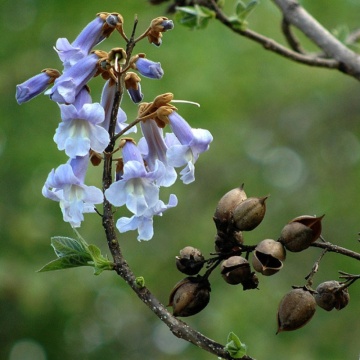 Paulownia (Paulownia tomentosa), arbore ornamental, planta melifera, flori mov - Img 2