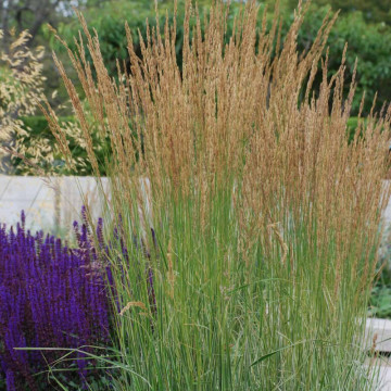 Pene de stuf, iarba decorativa (Calamagrostis acut. Karl Foerster) ghiveci 3 l - Img 2