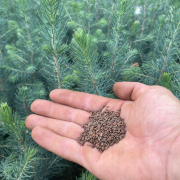 Picea pungens glauca (Molid argintiu) seminte 100 buc, conifer ornamental