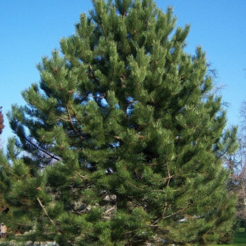 Pin negru (Pinus nigra), vesnic verde, conifer ornamental
