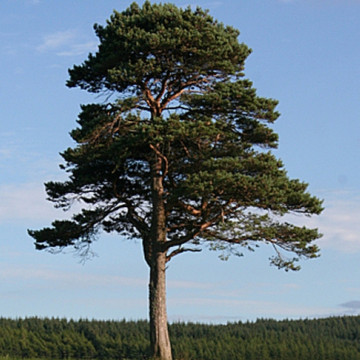 Pin silvestru (Pinus sylvestris), vesnic verde, conifer ornamental - Img 3