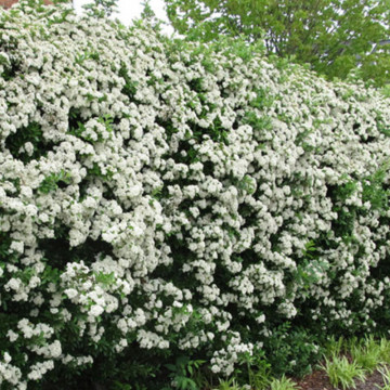 Piracanta galbena (Pyracantha Golden Charmer), planta gard viu, vesnic verde - Img 4